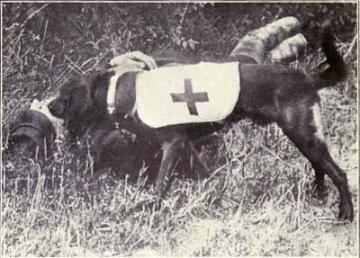 image for A Salute to Military Working Dogs