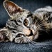Thumbnail for March is Pet Poison Prevention Month